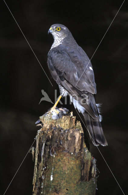 Sperwer (Accipiter nisus)