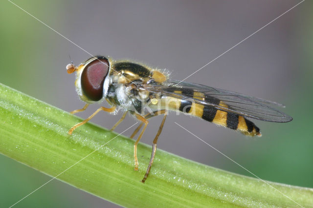 Spits elfje (Melangyna cincta)