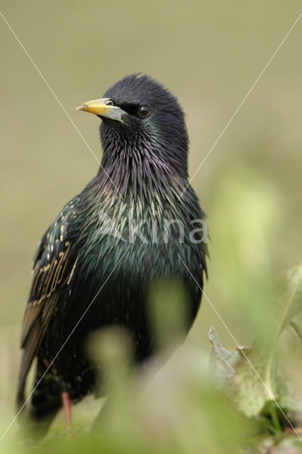 Spreeuw (Sturnus vulgaris)