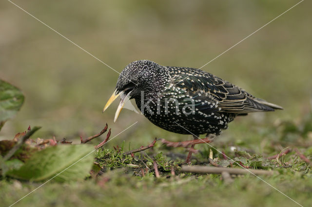 Spreeuw (Sturnus vulgaris)