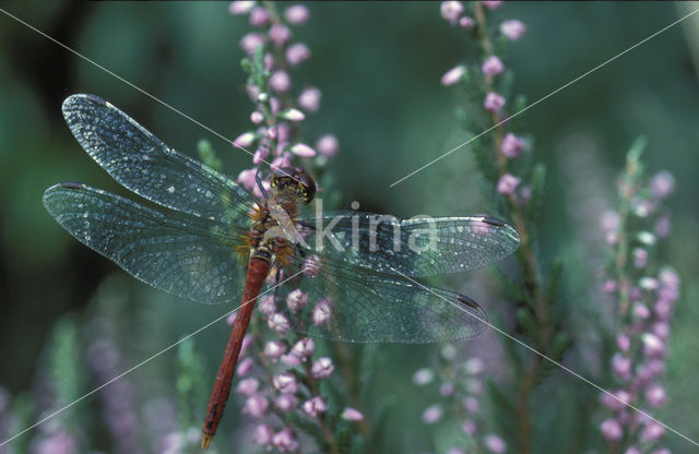 Steenrode heidelibel (Sympetrum vulgatum)