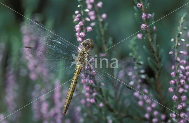 Steenrode heidelibel (Sympetrum vulgatum)