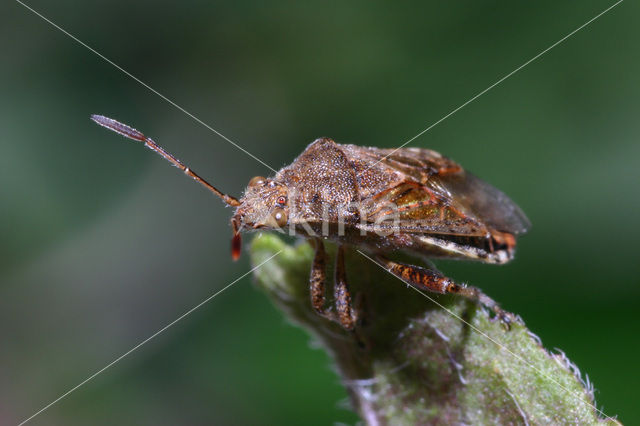 Stictopleurus crassicornis