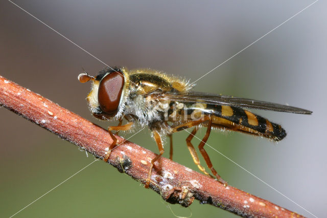 Stippel-elfje (Meligramma euchroma)