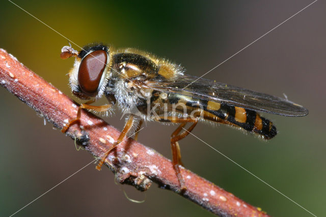 Stippel-elfje (Meligramma euchroma)