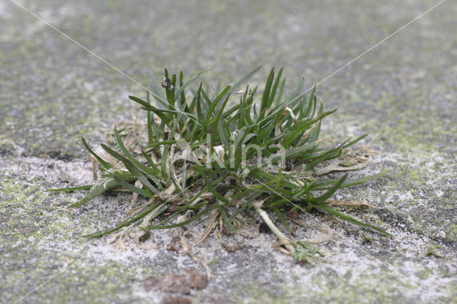 Straatgras (Poa annua)