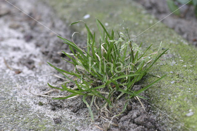 Straatgras (Poa annua)