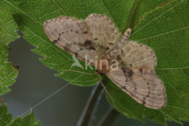 Strooiselstipspanner (Idaea laevigata)