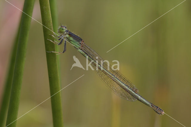 Tengere grasjuffer (Ischnura pumilio)