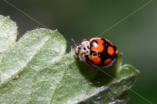 Tienstippelig lieveheersbeestje (Adalia decempunctata)