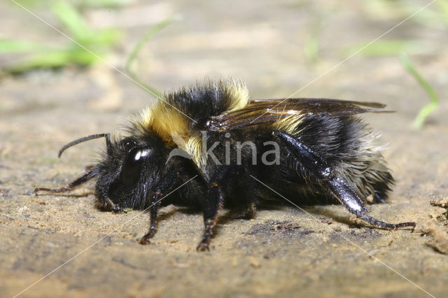 Small garden bumblebee (Bombus hortorum)