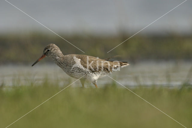 Tureluur (Tringa totanus)