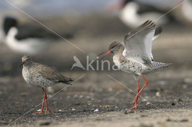 Tureluur (Tringa totanus)