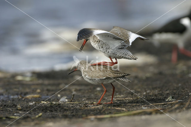 Tureluur (Tringa totanus)