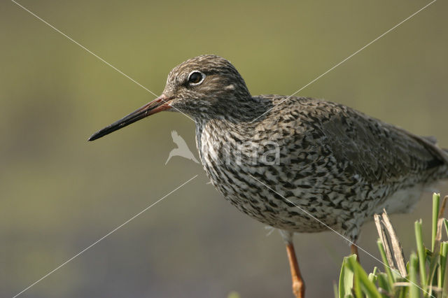 Common Redshank (Tringa totanus)