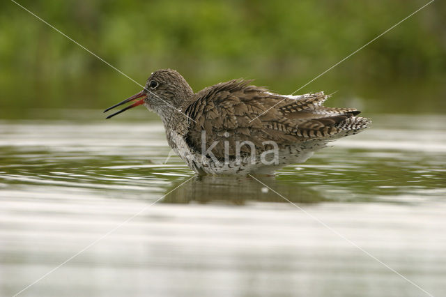 Common Redshank (Tringa totanus)