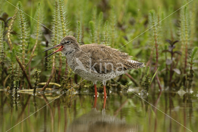 Tureluur (Tringa totanus)