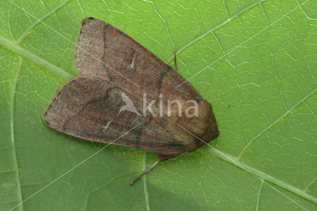 Double Line (Mythimna turca)