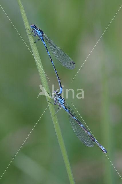 Variabele waterjuffer (Coenagrion pulchellum)