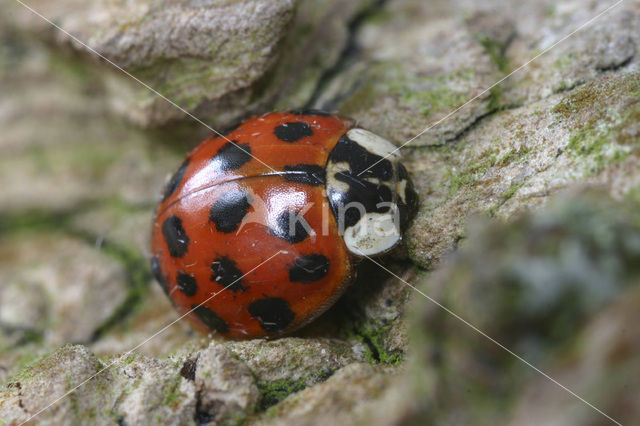 Veelkleurig aziatisch lieveheersbeestje (Harmonia axyridis)