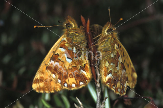 Veenbesparelmoervlinder (Boloria aquilonaris)