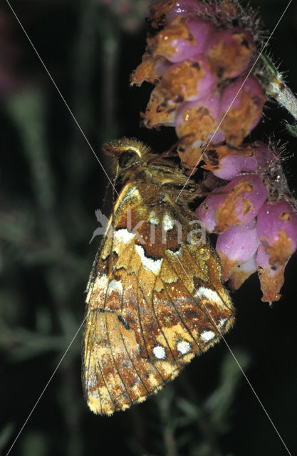 Veenbesparelmoervlinder (Boloria aquilonaris)