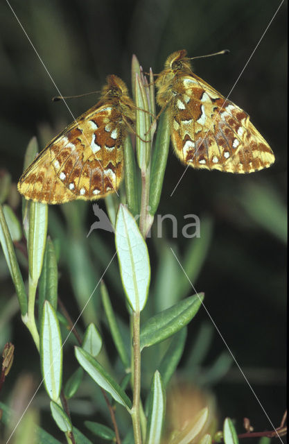 Veenbesparelmoervlinder (Boloria aquilonaris)