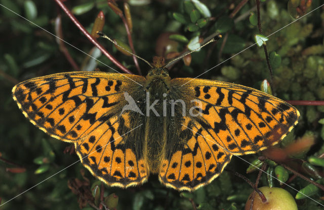 Veenbesparelmoervlinder (Boloria aquilonaris)