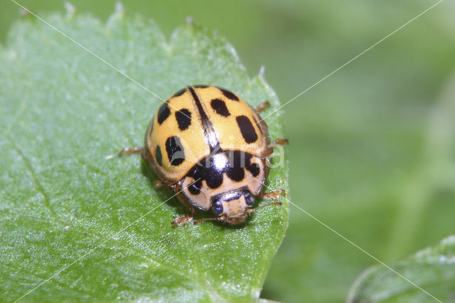 Veertienstippelig lieveheersbeestje (Propylea quatuordecimpunctata