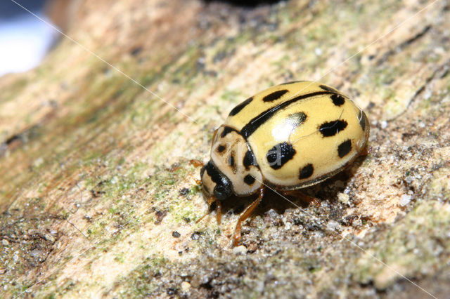 Veertienstippelig lieveheersbeestje (Propylea quatuordecimpunctata