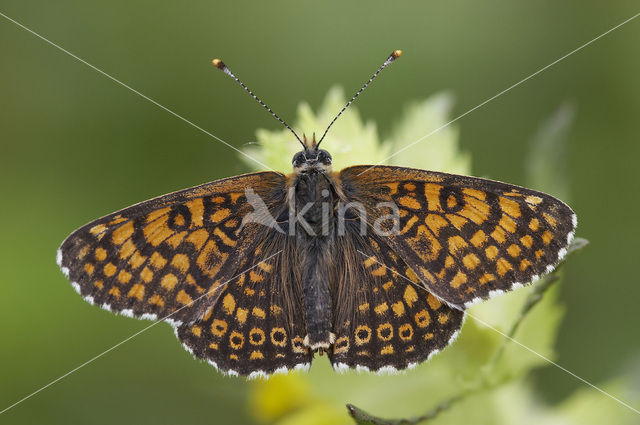 Veldparelmoervlinder (Melitaea cinxia)