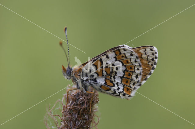 Veldparelmoervlinder (Melitaea cinxia)