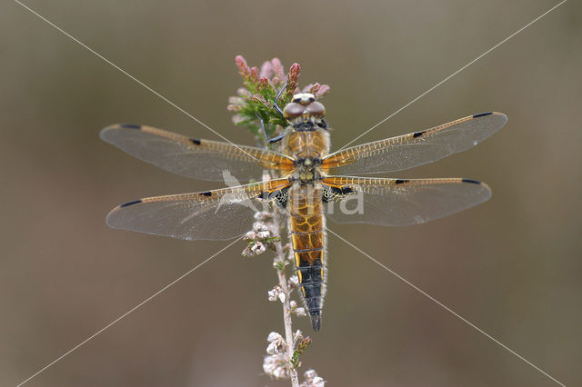 Viervlek (Libellula quadrimaculata)