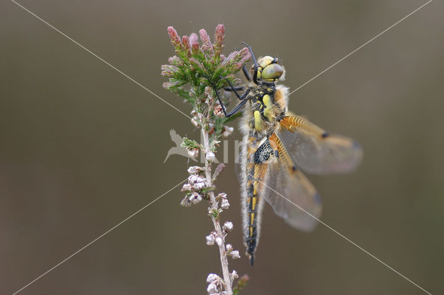 Viervlek (Libellula quadrimaculata)