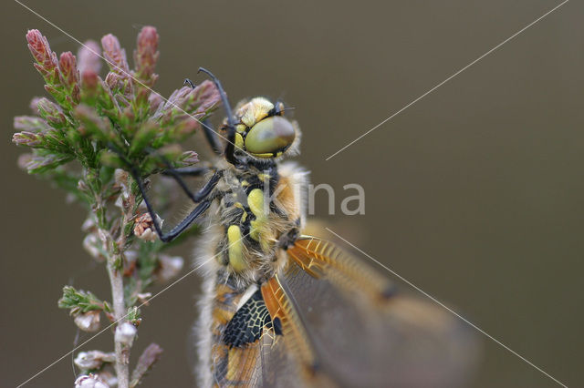 Viervlek (Libellula quadrimaculata)