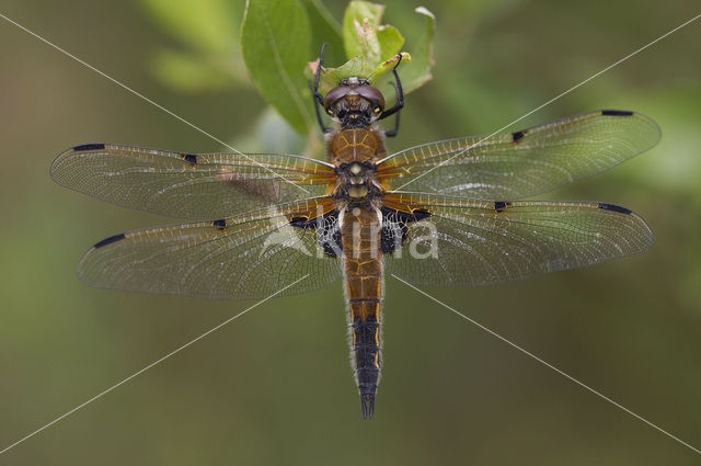 Viervlek (Libellula quadrimaculata)