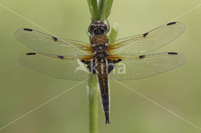 Viervlek (Libellula quadrimaculata)