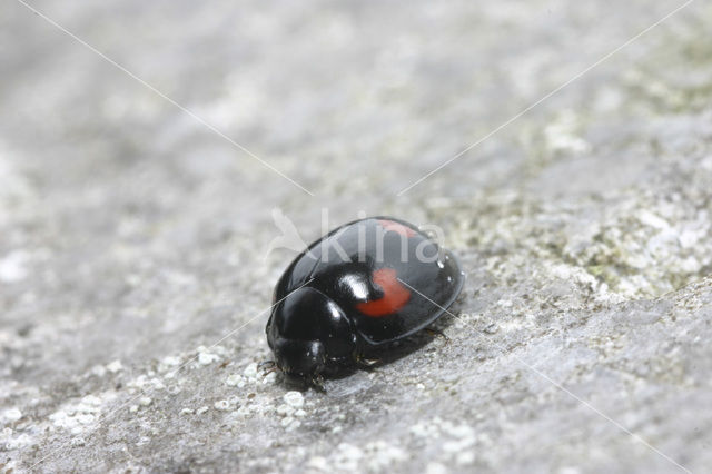 Viervleklieveheersbeestje (Exochomus quadripustulatus)