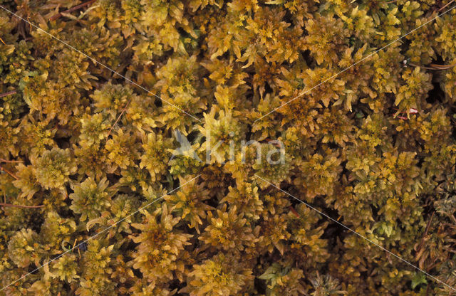 Vijfrijig veenmos (Sphagnum pulchrum)