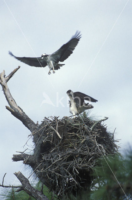 Visarend (Pandion haliaetus)