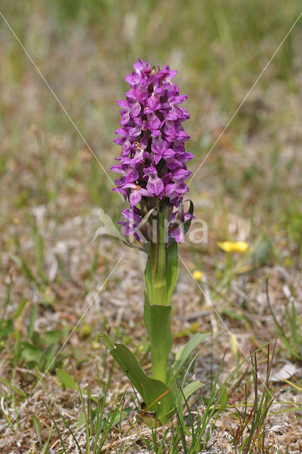 Vleeskleurige orchis (Dactylorhiza incarnata)