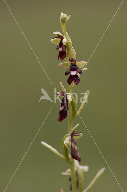 Vliegenorchis (Ophrys insectifera)