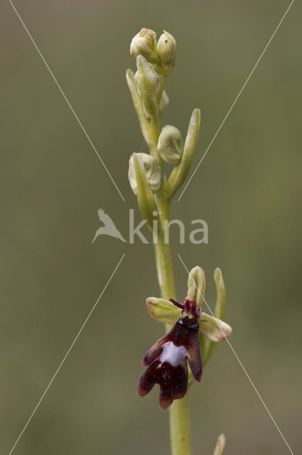 Vliegenorchis (Ophrys insectifera)