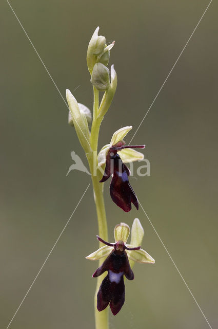 Fly Orchid (Ophrys insectifera)