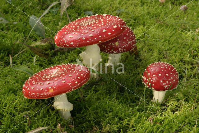 Vliegenzwam (Amanita muscaria)