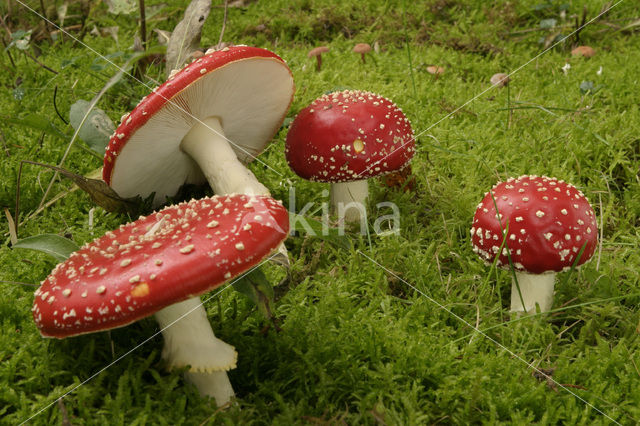 Vliegenzwam (Amanita muscaria)