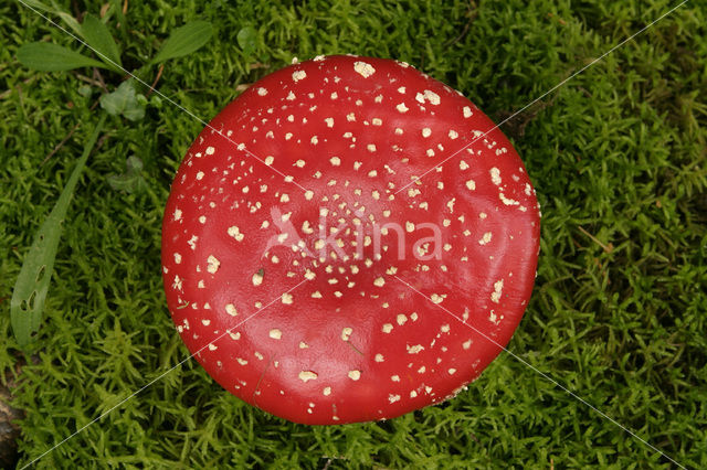 Vliegenzwam (Amanita muscaria)