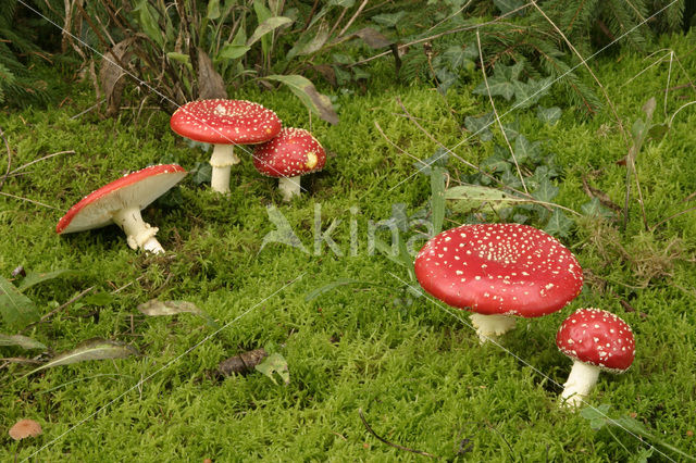 Vliegenzwam (Amanita muscaria)