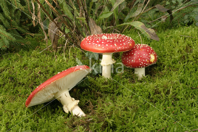 Vliegenzwam (Amanita muscaria)