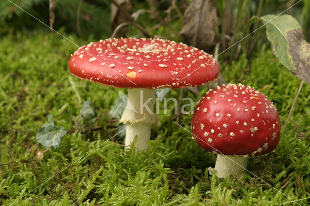 Vliegenzwam (Amanita muscaria)